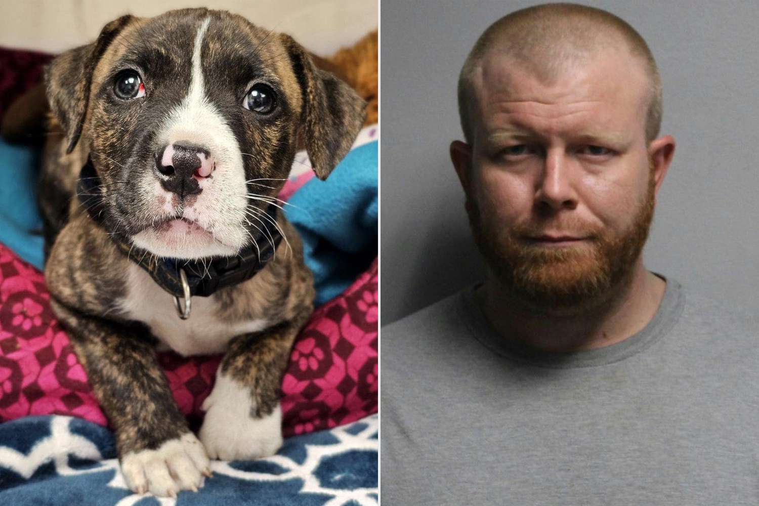 Ohio Man Arrested After Puppy Found Abandoned and Tied in Drawstring Bag at Local Park