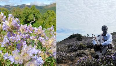 The Ultimate Travel Guide To Witness The Rare Neelakurinji Flower In The Nilgiris That Blooms Once In 12 Years