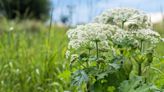 12 Invasive Plants That You Should Rip Out of Your Garden Immediately