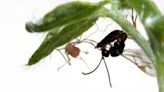 Stability relies on dispersal in parasitic relationship between aphids and wasps.