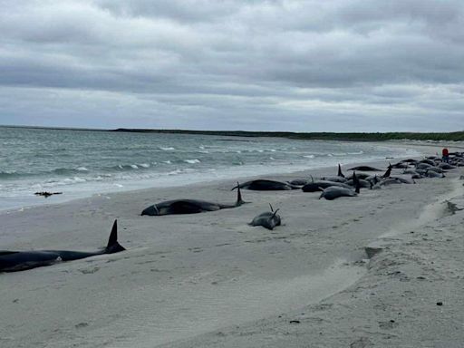 Whole pod of 77 whales die in mass stranding on Scottish island