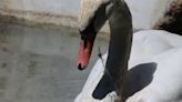 Swan euthanized after fishing line fiasco in El Dorado County. Experts urge caution.