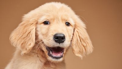 Mom of Golden Retriever Puppy Shares Easy Tricks to Get a Pup to Stop Barking