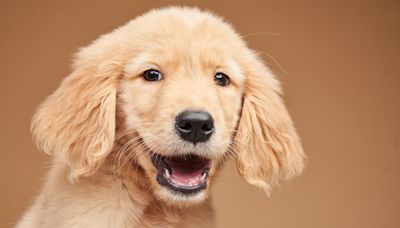 Golden Retriever Puppy Earns the Title of ‘Land Shark’ Thanks to His Precious ‘Teefs'