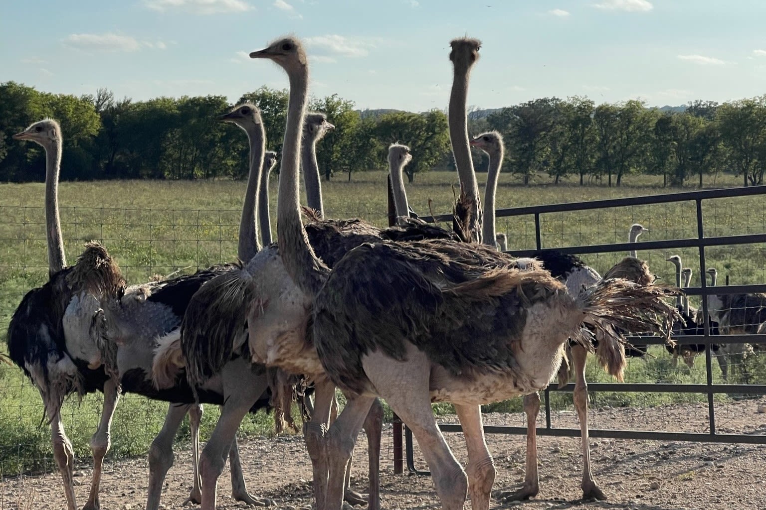 Texas ranch missing over 100 ostriches after disastrous floods