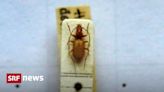 Controversial naming - Hitler's beetle will keep its name - News