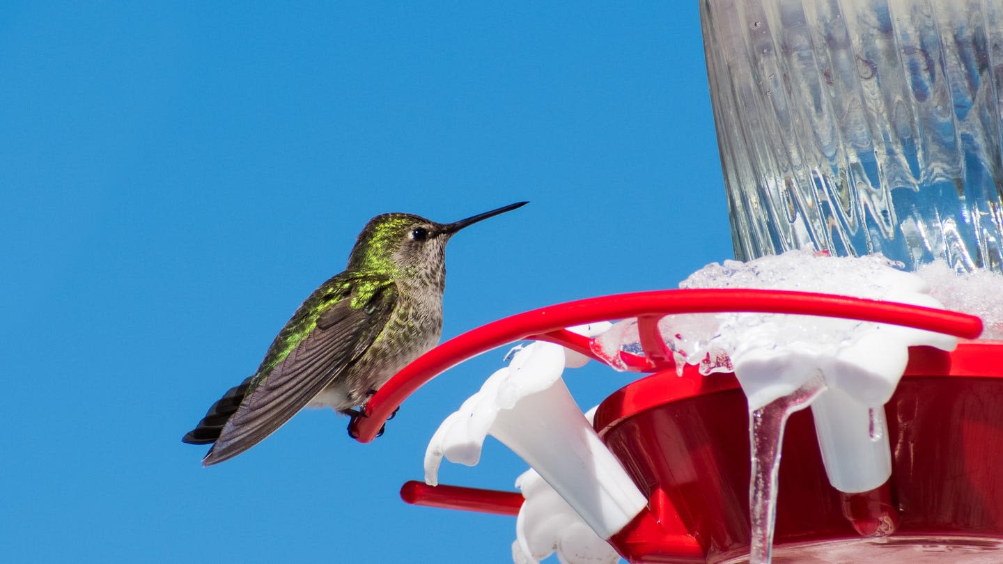 Here's How to Tell When Your Hummingbird Feeder Should Come Down