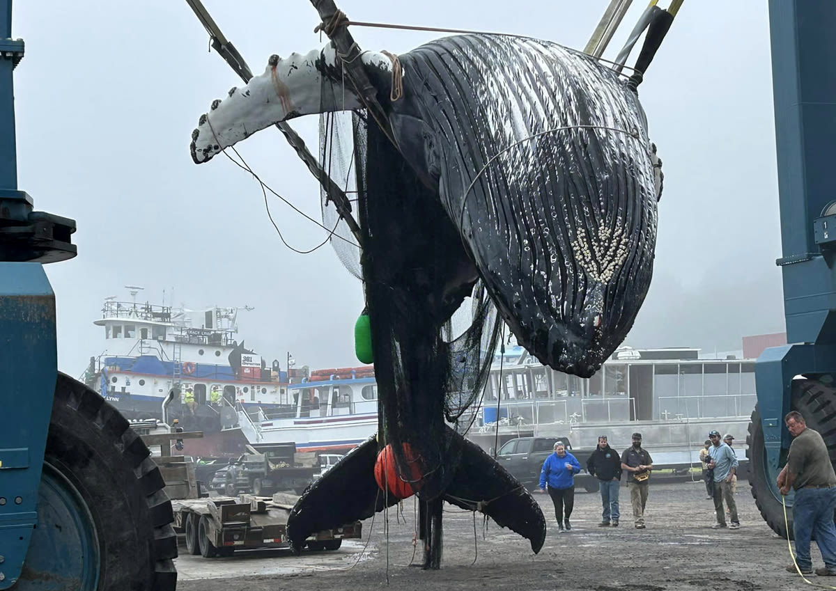 Dead whale wrapped with fishing gear hauled out of Portland Harbor