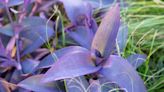 15 Pretty Plants with Purple Leaves