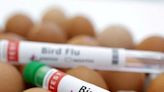 Culling, surveillance but no vaccine strategy to fight 'bird flu'