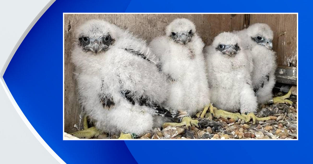 Peregrine falcon chicks on top of Gov. Cuomo Bridge now have names. Meet "Beakoncé" and her siblings