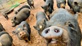 Pot-bellied pig sanctuary in north Georgia seeking help to care for 300-plus animals