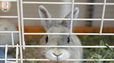 啟德商場周末辦寵物領養日 市民可親身接觸兔子及爬蟲類