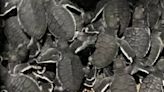 望安綠蠵龜棲地保護區喜迎新生