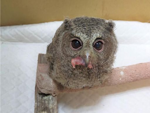 影》領角鴞寶寶送壽山動物園救治 復原萌樣曝光 - 生活