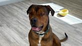 SBARC'S Friendly Giant Rico Needs a Furever Home