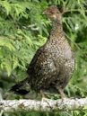 Sooty grouse