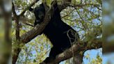 Florida’s growing human population coincides with increase in wildlife interactions