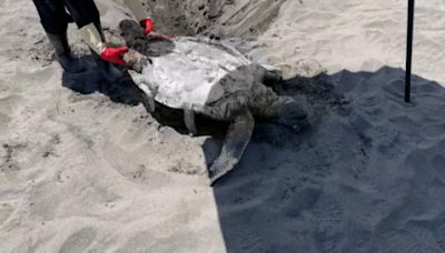 宜蘭外澳沙灘2綠蠵龜死亡 胃中都發現有海洋廢棄物
