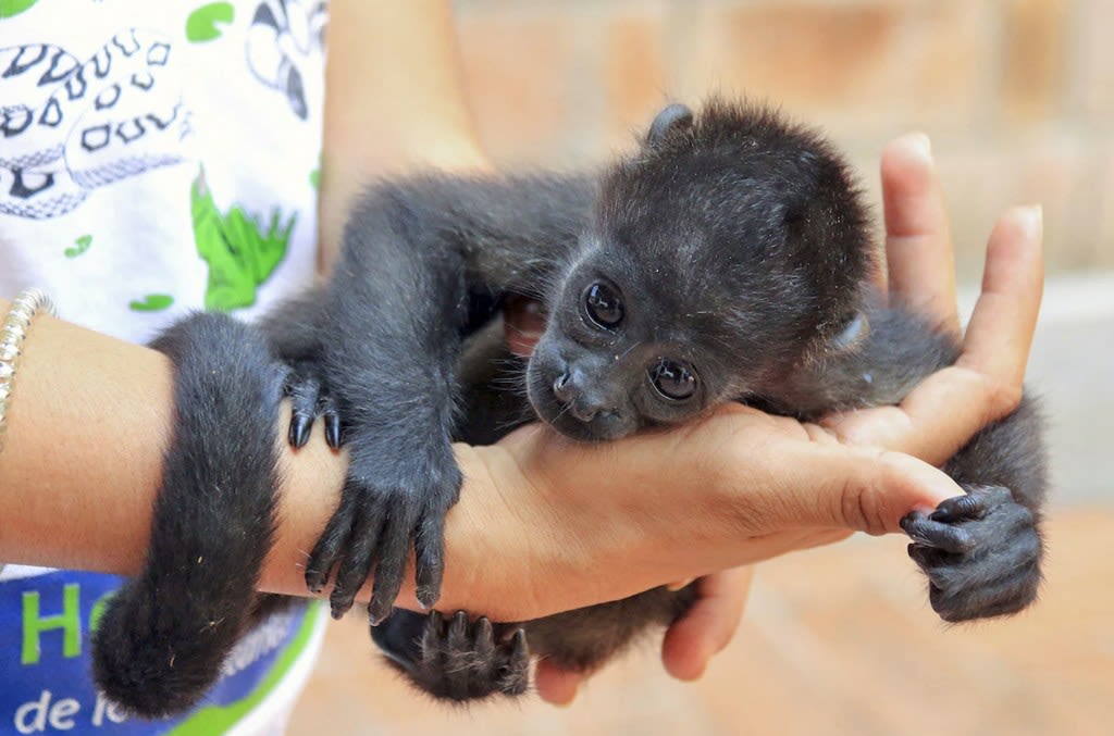 Gerald Winegrad: More sadness and grief as howler monkeys are dying from record-setting heat | COMMENTARY