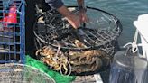 Dungeness crab fishing season to end early for most of California