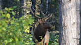 Wisconsin DNR: Applications open for the elk 2024 season