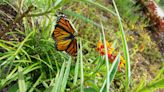 It's Monarch season in Monterey County