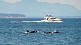 Infamous boat-sinking orcas spotted hundreds of miles from where they should be, baffling scientist