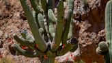 These iconic Arizona cactuses are in bloom. Here's how to see the rare blossoms
