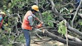 Over 2 lakh trees to be felled in Hasdeo Arand for mining: Centre tells RS