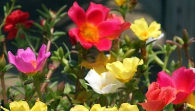 Count on these flowers to produce multitudes of blooms in your North Texas landscape