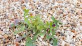 Weed killer that will 'kill off gravel weeds forever' and you'll have it in your kitchen