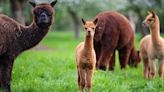 Detectan por primera vez gripe aviar en alpacas