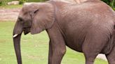 Kansas Zoo Announces 5 of Its 6 Female Elephants Are Pregnant and Expecting Calves in 2025