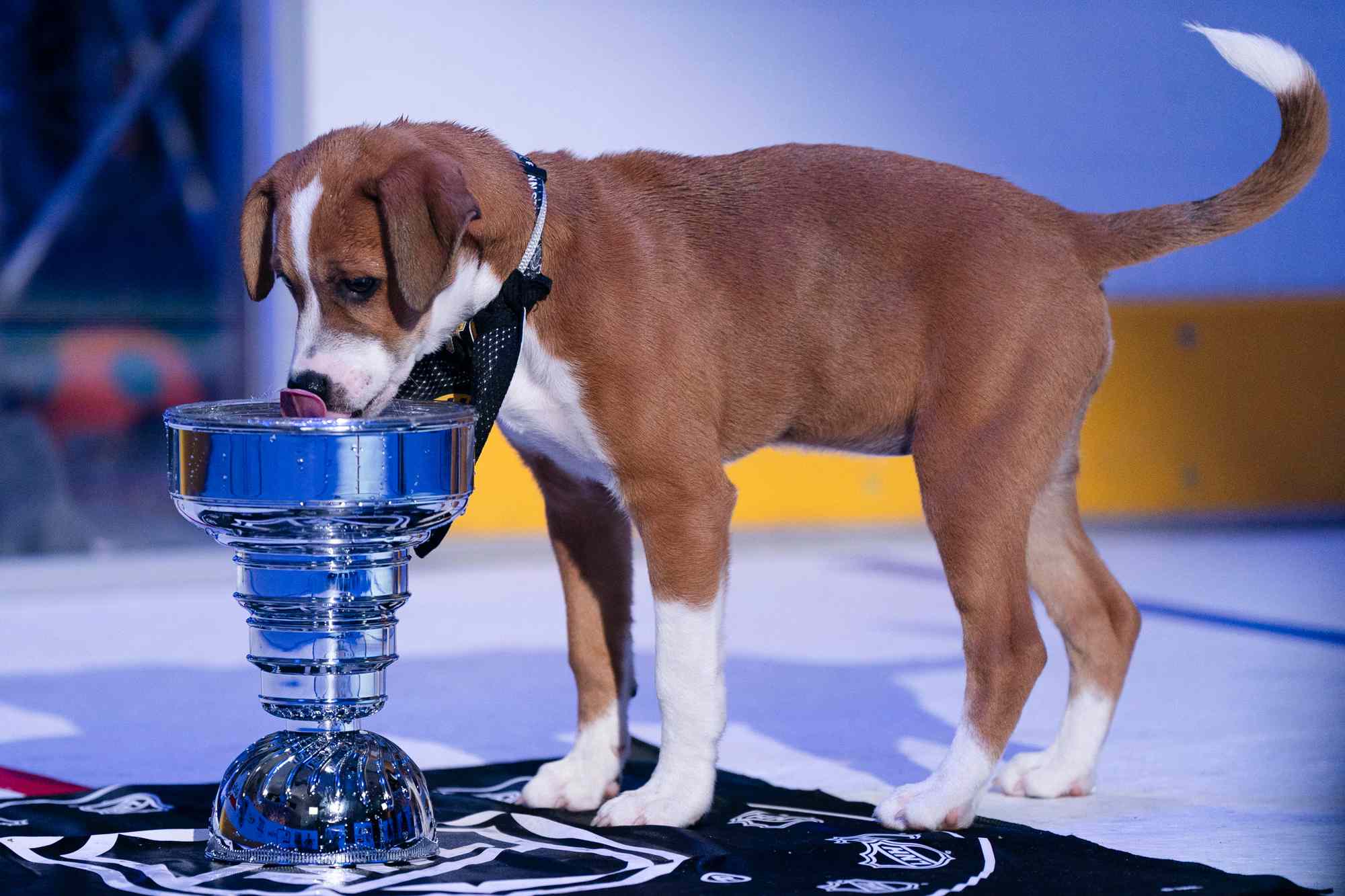 Move Over Connor McDavid: These Adorable Rescue Dogs Will Take the Ice for the First-Ever Stanley Pup!