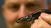Idaho has a state amphibian and, yep, it’s poisonous. But is it dangerous to humans?