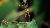 Los especialistas alertan de que especies invasoras amenazan las funciones ecológicas de las hormigas