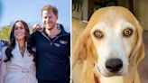 Meghan Markle and Prince Harry rescued a beagle named Mamma Mia from an animal-testing facility