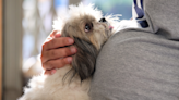 Little Dog Realizes There's a Baby in Mom's Belly and Reacts Like a Jealous Kid