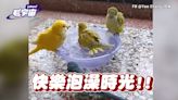 鳥版「羅馬浴場」鸚鵡排隊洗澡 網友歪樓：這「雞湯」一定很純