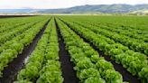 Study Suggests Leafy Greens Could Account For Nearly 10% Of Foodborne Illnesses