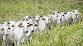 Preço do boi gordo sobe na maioria das regiões pecuárias