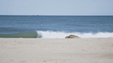 You’re at the beach. You find a seal. What do you do? Some answers from ACRC.