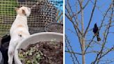 Dog Is In Disbelief After A Wild Bird Starts Speaking To Her In Barks