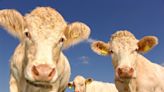Junior Livestock Sale brings in $491k, champion steer sells for $58k to Pueblo's Sam Brown