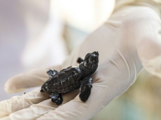Sur les côtes turques, le baby boom des tortues marines