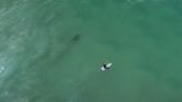 Surfer Uses Drone to Capture Footage of Shark Stalking Him