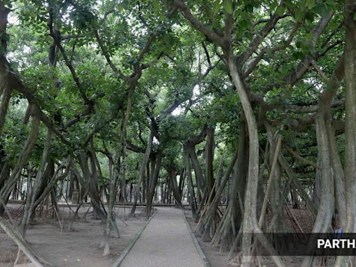 Asia’s largest botanical garden in West Bengal fights to save trees uprooted by cyclones