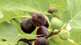 When to prune fig trees for healthy branches and a flourishing fruit crop next year