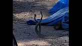 Watch as two twitchy diamondback rattlesnakes battle for dominance in Arizona yard